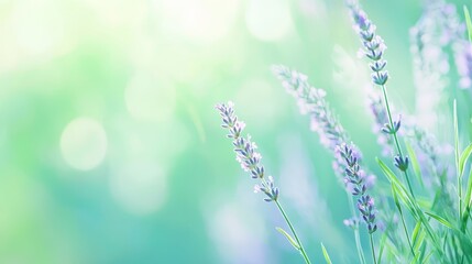 Wall Mural -   a sunlit lavender field with a beacon of light in the bokeh background