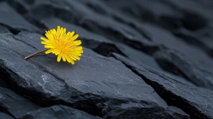 Poster -  A solitary yellow bloom atop a black rock, encrusted with green lichen and moss