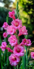 Poster - Bright pink gladiolus flowers blooming in outdoor garden