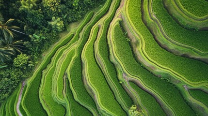 Aerial view of terraced rice fields, showing the beauty and complexity of traditional agriculture.