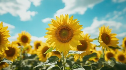 Poster - Close-up of a sunflower field, with vibrant yellow blooms stretching towards the sky.