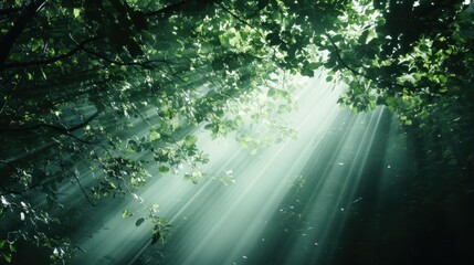 Wall Mural - Mystical Forest Sunlight: A Nature's Enchanting Embrace