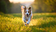 © Galeno - dog running happily grass
