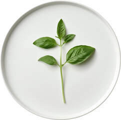 A single basil leaf sprig displayed on a round white plate, showcasing fresh green leaves