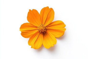 Wall Mural - Bright Orange Cosmos Bloom Isolated