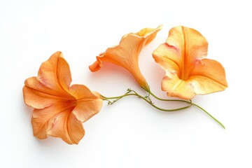 Wall Mural - Dramatic Orange Trumpet Vine Blossom