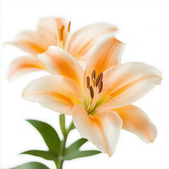 Sticker - Tiger Lily Isolated