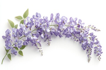 Wall Mural - Cascading Purple Wisteria Flowers Isolated