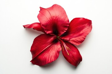 Wall Mural - Bold Red Canna Lily Bloom Isolated