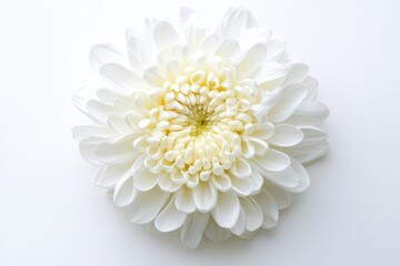 Wall Mural - Pure White Chrysanthemum Flower Closeup