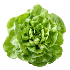 Poster - Fresh and vibrant green butter lettuce head, perfect for salads, sandwiches, and healthy meals