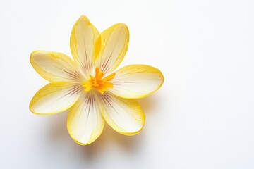 Wall Mural - Delicate Yellow Crocus Flower Isolated