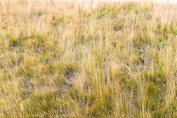 sunburnt grass on meadow on top of hill, Armenia