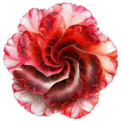 Poster - Red cabbage leaves forming a beautiful flower with detailed vein structure, isolated on white