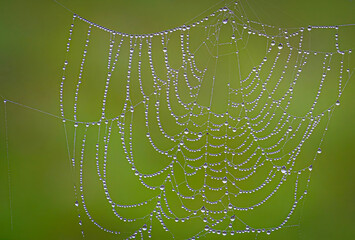 Cobweb