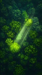 Leinwandbilder - Ethereal Forest Canopy with Glimmering Sun Rays   Abstract Nature Landscape