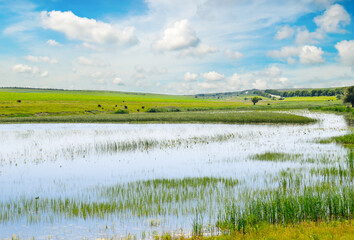 Lake with reeds, agricultural field and sky.