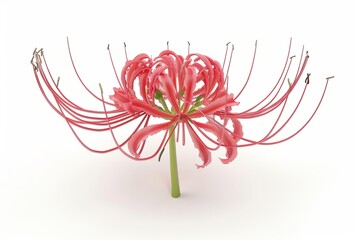 spider lily. 3d render on white background 