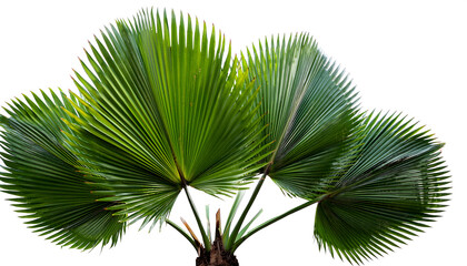  Cutout palm leaves – A 3D-rendered image of tropical palm leaves, isolated for nature a_1(190)