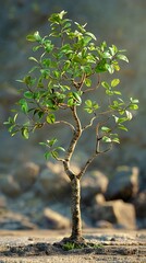 Wall Mural - A Small Tree Growing in the Wilderness