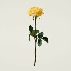 Wall Mural - yellow rose flower