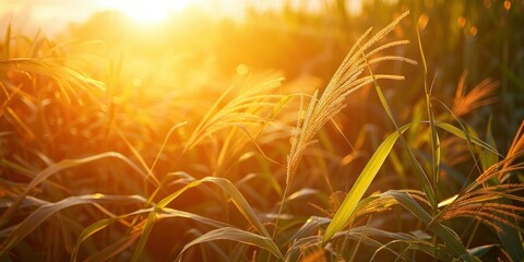 Canvas Print - Golden Sunset Through Grass