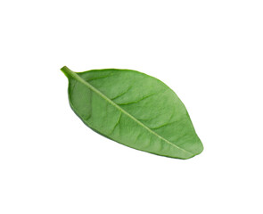 Canvas Print - One macadamia tree leaf isolated on white