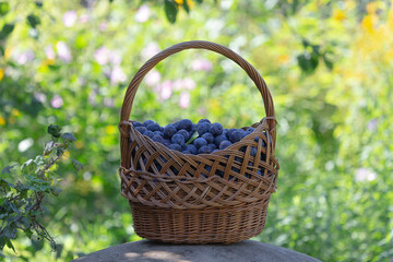 A basket filled with fresh plums picked from the garden.