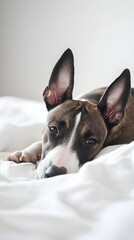 Wall Mural - A Miniature Bull Terrier lying down peacefully on a soft light background, emphasizing its distinctive facial features and strong physique