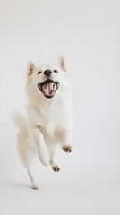 Wall Mural - A Norwegian Buhund playfully frolicking in a serene environment with a light solid color background, capturing its joyful spirit