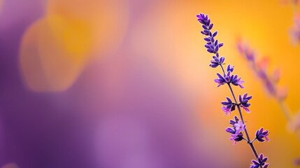 Wall Mural -  A tight shot of a purple bloom against a yellow and purple backdrop, with a softly focused image receding behind