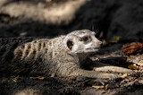 Portret - Surykatka Suricata suricatta