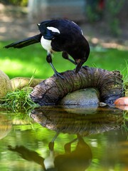 Wall Mural - Magpie on a stick looks into the water. Reflection on the water. Czechia.