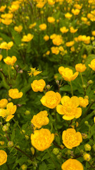 A vibrant field filled with blooming yellow flowers, capturing the beauty of nature