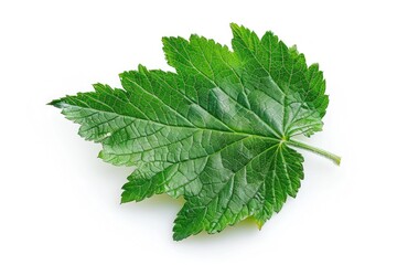 Aufkleber - A single green leaf placed on a white surface, perfect for highlighting or emphasizing a point