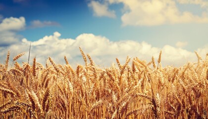 golden wheat field