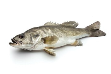 Poster - A single fish resting on a white background
