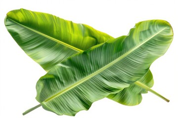 Aufkleber - Two large green leaves on a white background