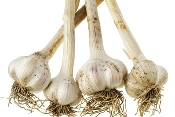 Poster - A group of garlic bulbs suspended from a twine, commonly used for cooking and culinary purposes