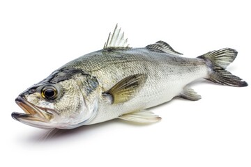 Wall Mural - Fish lying down on a white background