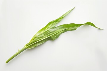Poster - A single leaf of a plant on a white surface, suitable for use in still life or botanical illustrations