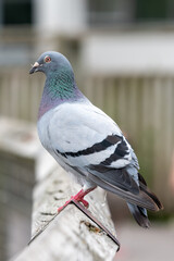 Wall Mural - Portrait of a rock pigeon (columba livia)