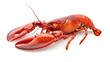 © Pricha.RT - A bright red lobster, with detailed textures in its shell and claws, isolated on a white background, perfect for seafood displays.