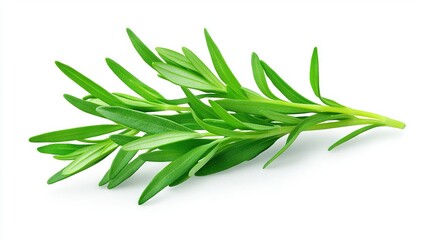 Poster -   A cluster of lush green foliage atop a pristine white countertop against a pure white background