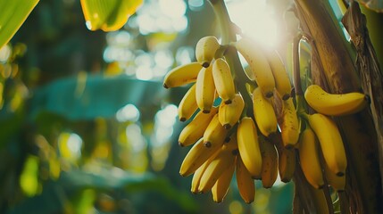 Sticker -   A group of bananas dangling from a tree, with sunlight filtering through the foliage in the background