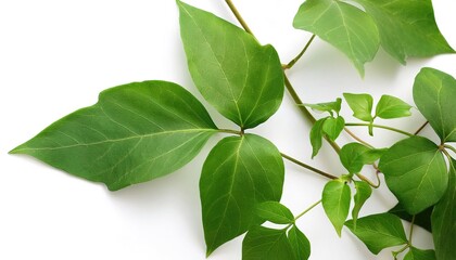 Wild Poison ivy climbing vine plant - Toxicodendron radicans - growing in the forest. Hazard environment. Thickets of toxic plant. Leaves of three leave them be. Isolated on white background