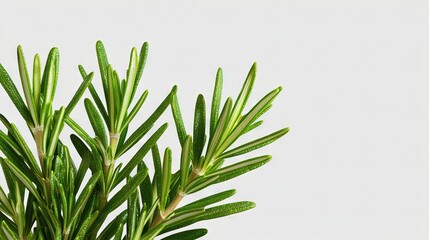   Close-up of a green plant against white background with subtle leaf reflection