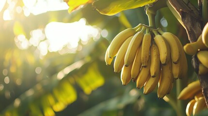 Wall Mural -   A cluster of bananas dangling from a tree, bathed in sunlight filtering through the foliage and beams