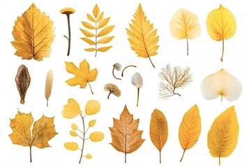 Beautiful collection of pressed dried yellow leaves and flowers, perfect for scrapbooking, card making, and other craft projects