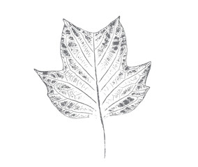 Wall Mural - Black and white stamp impression of a leaf or plant with organic texture. Isolated leaf print for floral art or pattern.